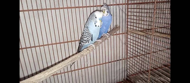 hogo romo & budgies pair for sell 1