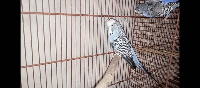 hogo romo & budgies pair for sell 2