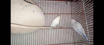 hogo romo & budgies pair for sell