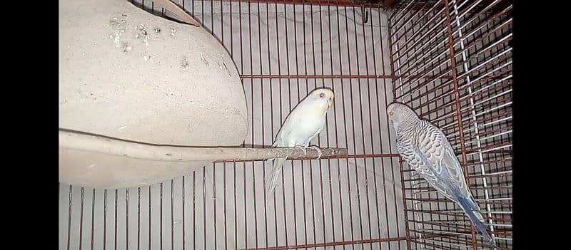 hogo romo & budgies pair for sell 3