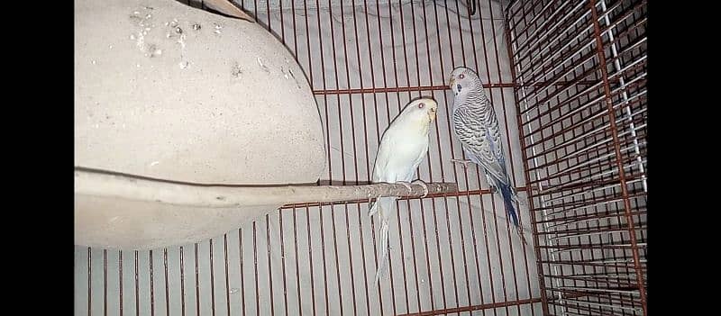 hogo romo & budgies pair for sell 4