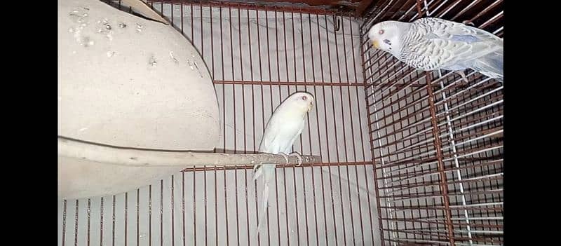 hogo romo & budgies pair for sell 5