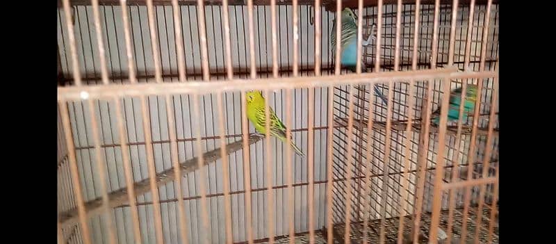 hogo romo & budgies pair for sell 6