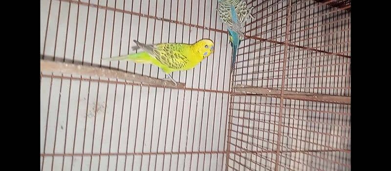 hogo romo & budgies pair for sell 7