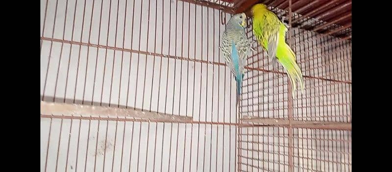 hogo romo & budgies pair for sell 8