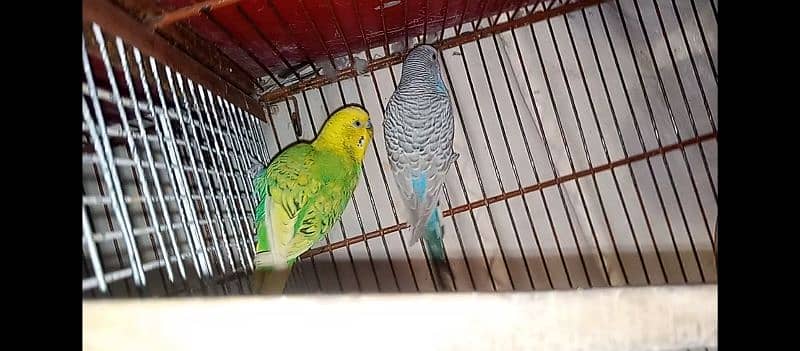 hogo romo & budgies pair for sell 9