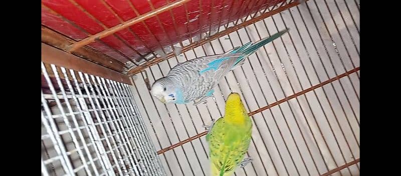 hogo romo & budgies pair for sell 10