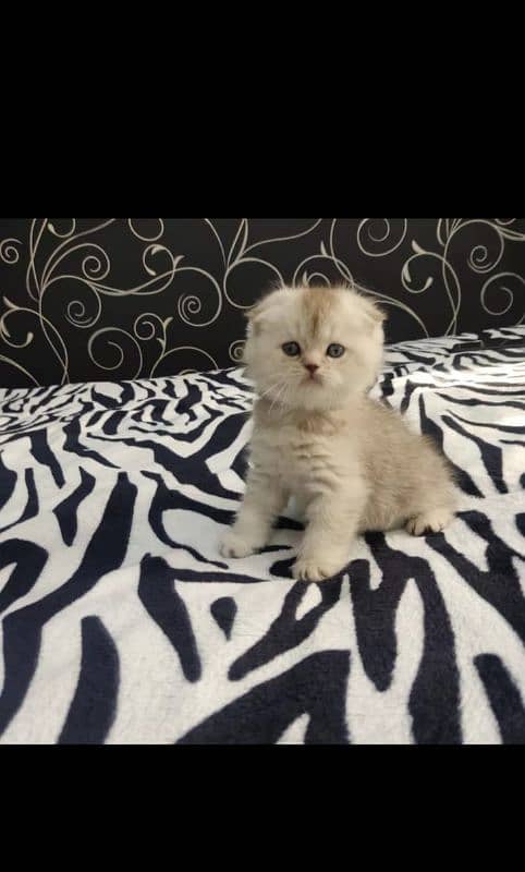 Scottish fold 0