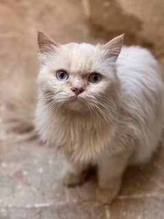 Adult Male Cat blue eyes