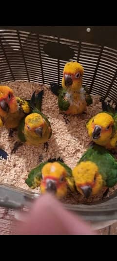 sun conure chicks/parrot chicks