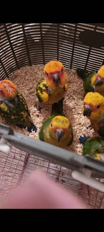 sun conure chicks/parrot chicks 1