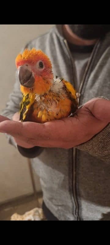 sun conure chicks/parrot chicks 2