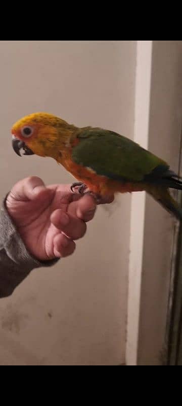 sun conure chicks/parrot chicks 3