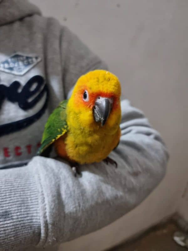 sun conure chicks/parrot chicks 4