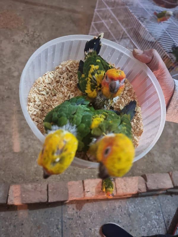 sun conure chicks/parrot chicks 5