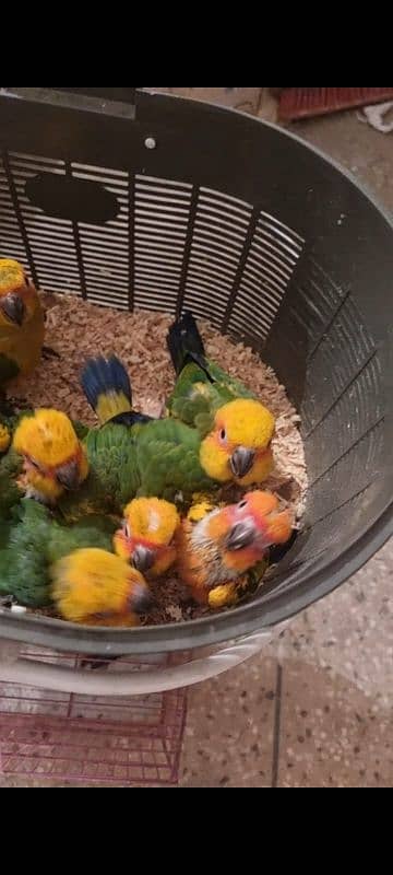 sun conure chicks/parrot chicks 6