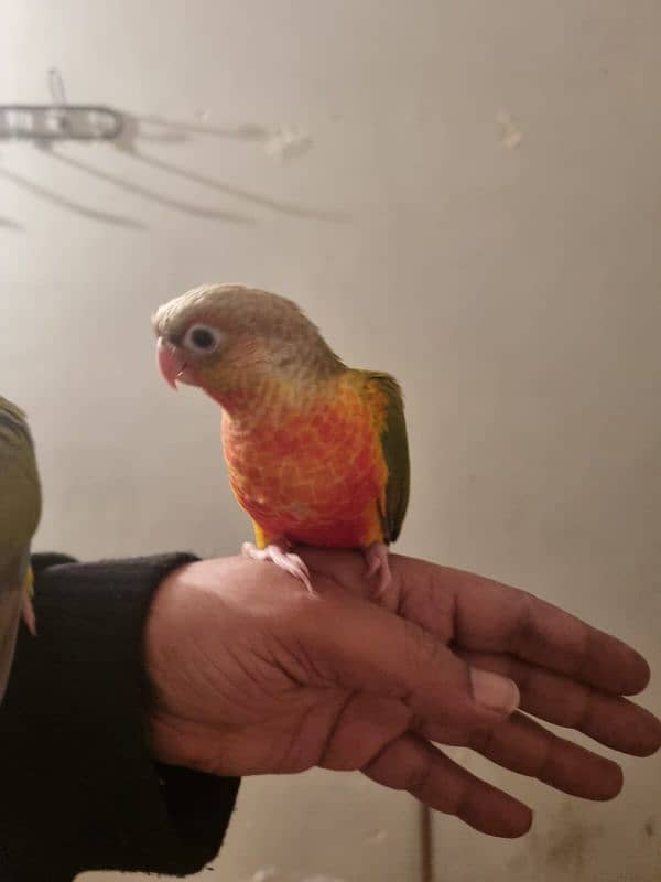 sun conure chicks/parrot chicks 7