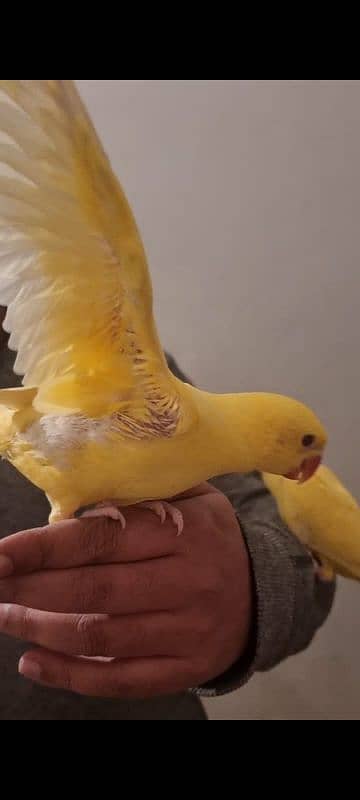 sun conure chicks/parrot chicks 8