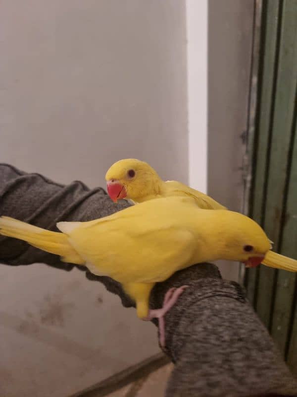 sun conure chicks/parrot chicks 9