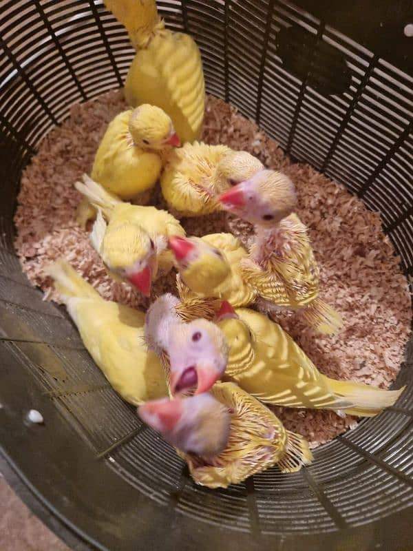 sun conure chicks/parrot chicks 10