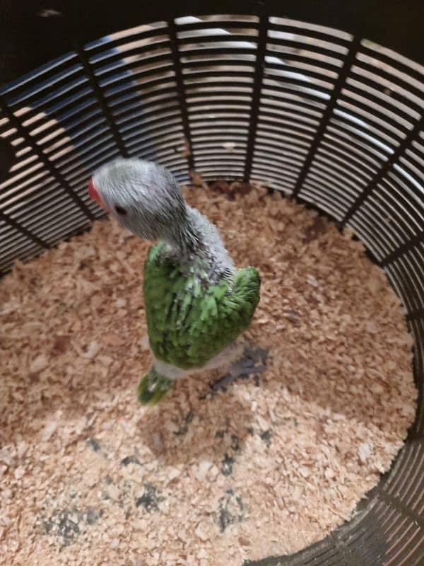 sun conure chicks/parrot chicks 11