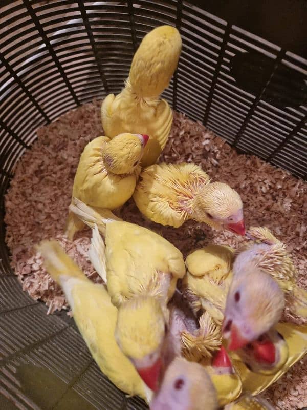 sun conure chicks/parrot chicks 12