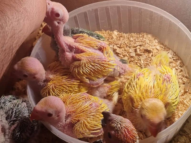 sun conure chicks/parrot chicks 13