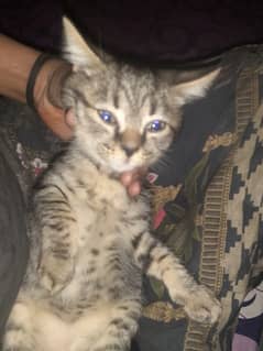 15 days baby male persian father ha normal cat ha baby bhot cute ha