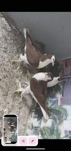 Red Sherazi Pigeons Top Quality