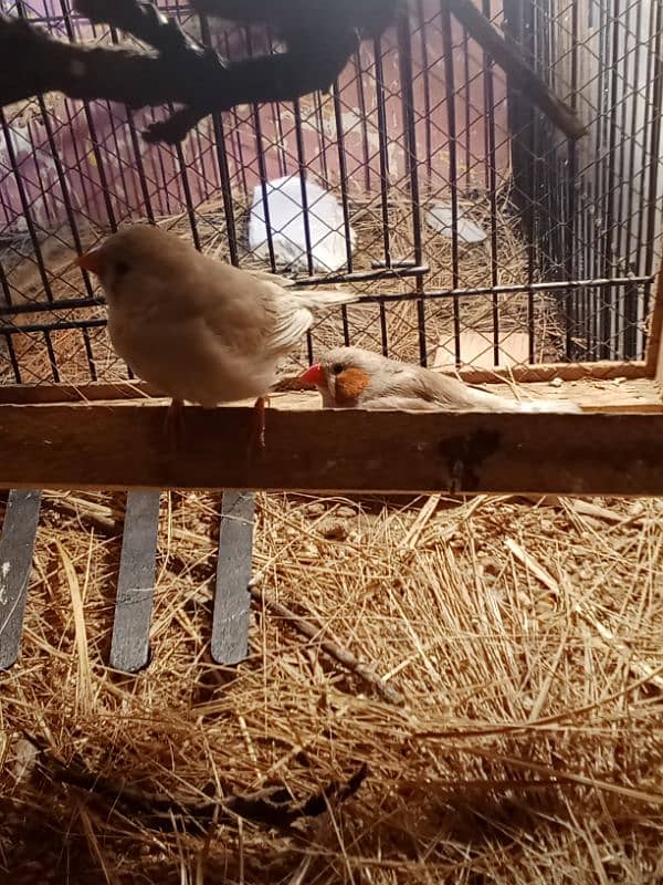 Zebra finches 0