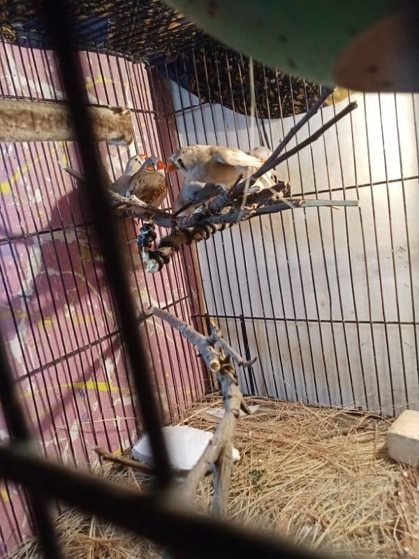 Zebra finches 1