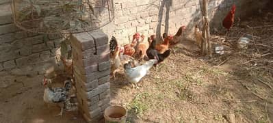 egg laying  hens