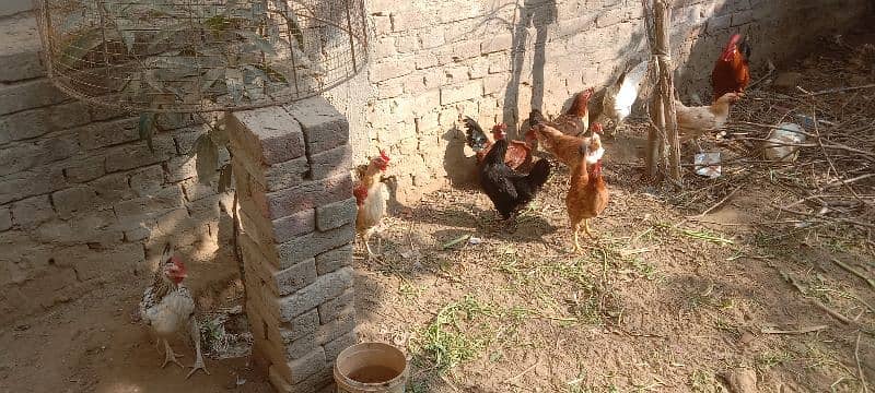 egg laying  hens 1