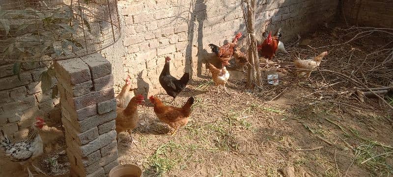 egg laying  hens 2