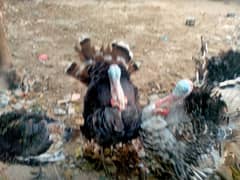 Turkey Birds, chozy and egg for sale