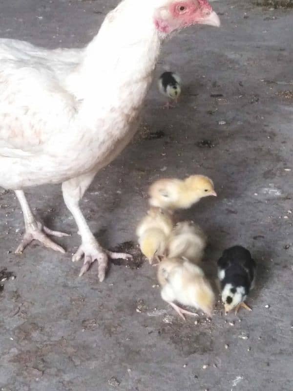 Aseel Madi with 6 chicks 1