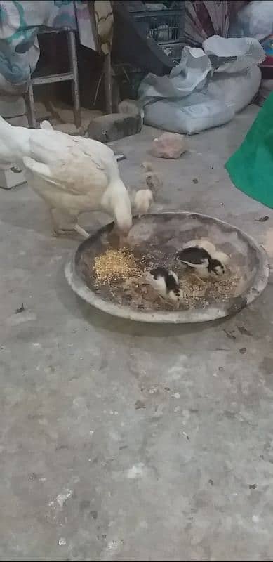 Aseel Madi with 6 chicks 2