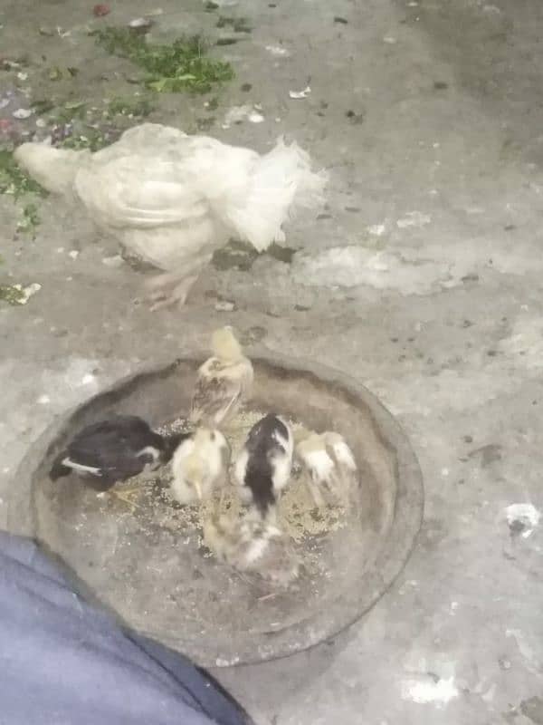 Aseel Madi with 6 chicks 4