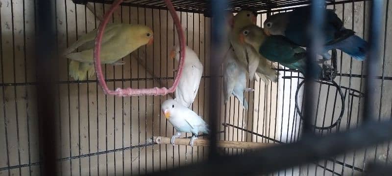 love birds for sale 1