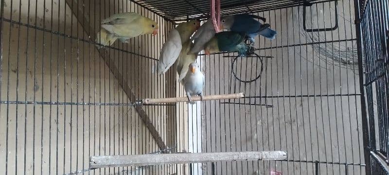 love birds for sale 3