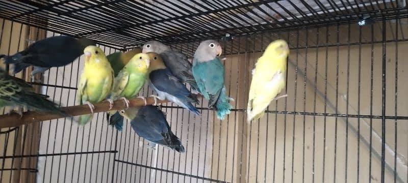 love birds for sale 4