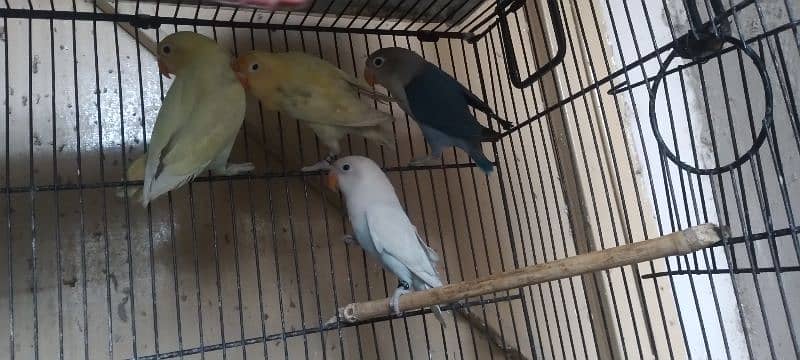 love birds for sale 5