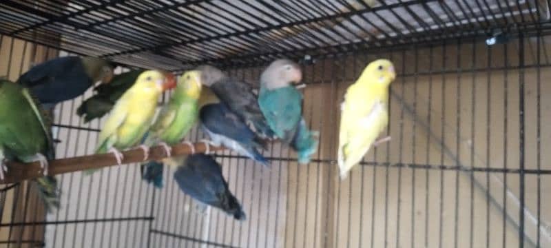 love birds for sale 6