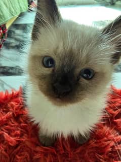 Pure pedigree Beautiful Siamese Kittens