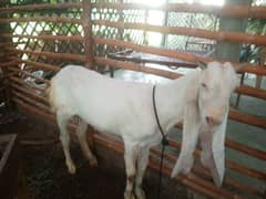 gulabi bakri