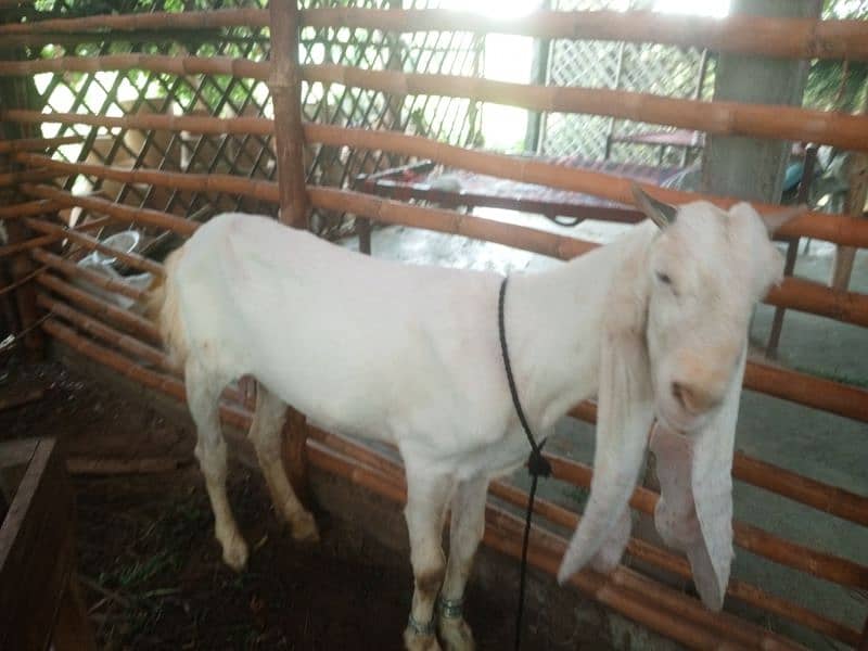 gulabi bakri 0