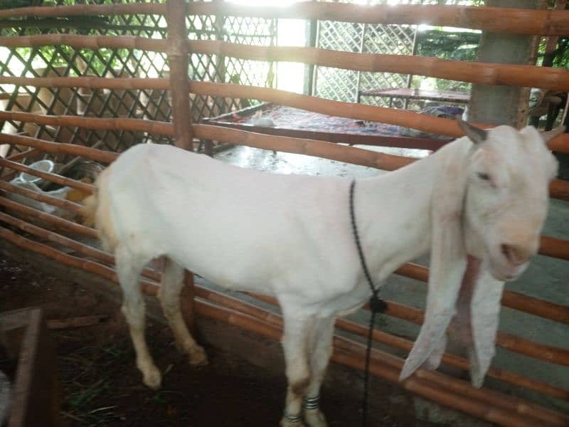 gulabi bakri 1