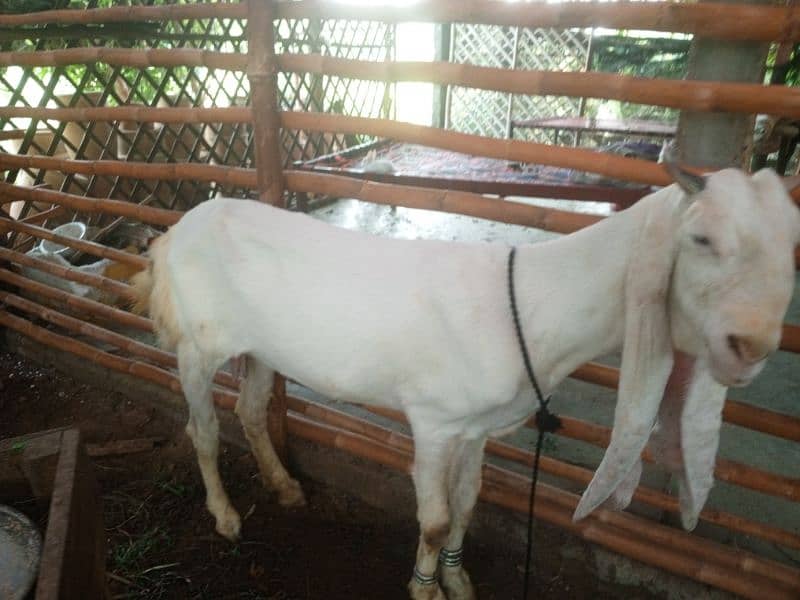 gulabi bakri 2