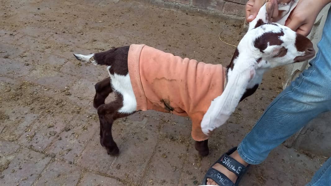 Baby goats 0