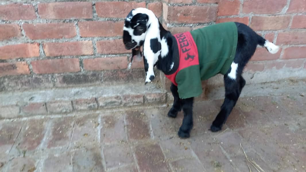 Baby goats 2